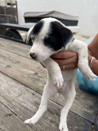 Rescued puppies for adoption63894603110659122