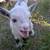 Nigerian Dwarf buckling goat (male baby goat) 13 thumbnail