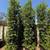 Ficus nitida indian laurel privacy hedge 2 thumbnail