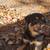 German shepherd rottweiler puppy $150 10 thumbnail