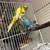 Baby parakeets 5 thumbnail