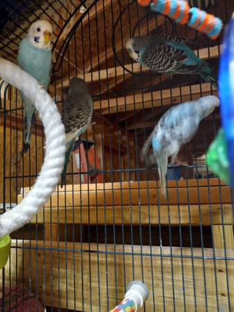 Parakeets 1
