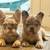 Fluffy French Bulldogs (Frenchies) 6 thumbnail