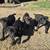 9 week old cane corsos 4 thumbnail