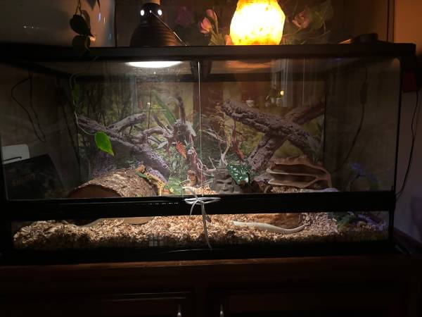 2 serpientes corn (Rocklin)63848875492865121