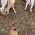 Fainting goats 3 thumbnail