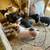Meat, Breeding Gilts & Boar 1 thumbnail