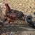 Fertile Chicken & Quail Hatching Eggs 6 thumbnail