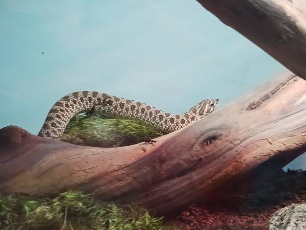 Hog nose snake 1