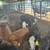 Heifers 5 thumbnail