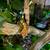 Male Crested Gecko 4 thumbnail