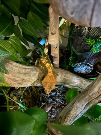 Male Crested Gecko (Antioch)63477494144769123