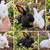 Rabbits 2 thumbnail