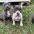 Beautiful Am.Bully Pups 2 thumbnail