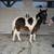 Stud mini pony 3 thumbnail