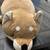 Stuff animals 10 thumbnail