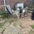 Goats for rent to clear land 5 thumbnail