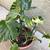 A pot of large Monstera plant 3 thumbnail