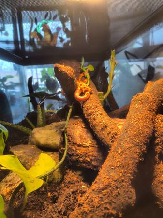 Serpiente de maíz elegante en terrario biológico (Richland)63827961733635123