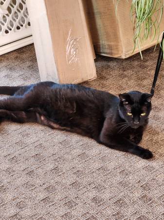 FOUND...FRIENDLY BLACK MALE CAT (Bothell)63800627075075121
