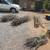 Ocotillo 1 thumbnail
