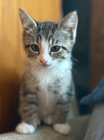 Kittens Need Adoption63873145072385120