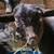BLUE EYES Buck Nigerian Dwarf milk production 4H dairy goat 1 thumbnail