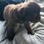 8 week American bully puppies looking for their forever homes! 1 thumbnail