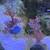 Saltwater Aquarium Corals 2 thumbnail