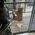 Found 3 Tabby Cats 3 thumbnail