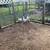 Silkies 2 thumbnail