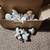 32 Salvaged Architectural Creamy "Sunflower" Ceramic/Porcelain Cabinet Knobs 1 thumbnail