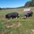 IPP'S pasture pigs 12 thumbnail