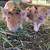 Kune Kune Piglets 2 thumbnail
