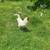 White Orpington Rooster 2 thumbnail