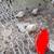 3 Indian runner ducks 2 thumbnail
