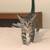 Kittens need homes 1 thumbnail