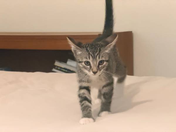 Kittens need homes 1