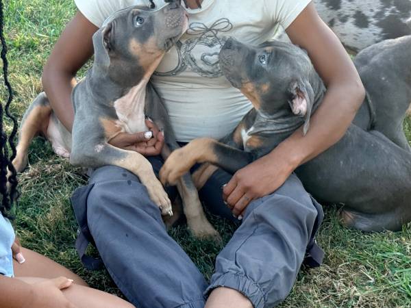 Serious inquiries only American bully (Bloomington, Indiana)64193243358977122