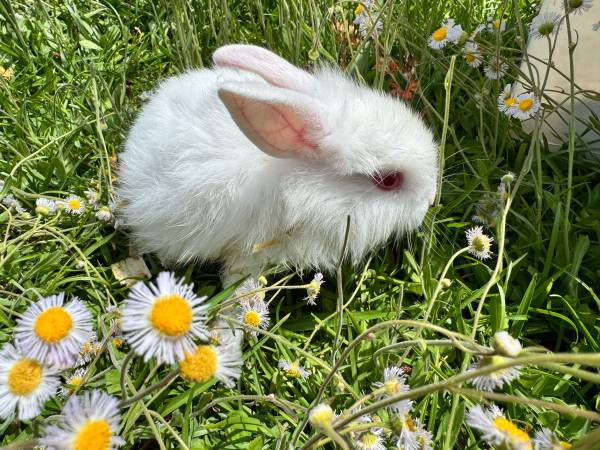 Three Rabbits to Good Home (Wallace)63925384858499122