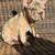 French bulldog big rope 6 thumbnail