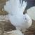 Pigeons fancy 7 thumbnail