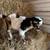Nigerian Dwarf Bucklings 3 thumbnail