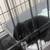 Black Bunny 1 thumbnail