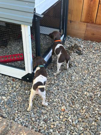 GSP Puppies63848874833539120