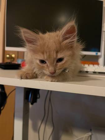 Orange Cat63862434834561120