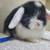 Holland lop rabbit 5 thumbnail