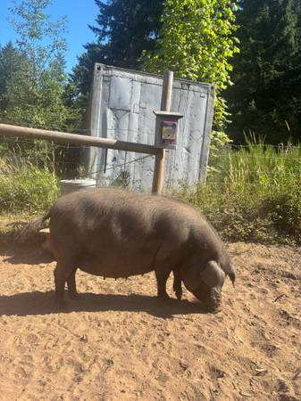 Piglets and Sows (Olympia)63942501622275120