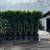 Tree work/install pavers 8 thumbnail