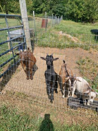 Nigerian Dwarf Buckling 1